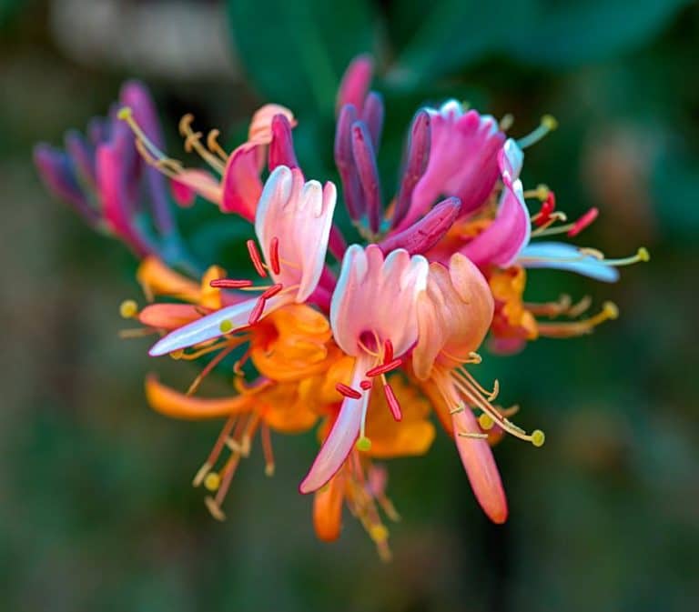 Ống kính Nikon Nikkor Z MC 50mm f/2.8 Macro