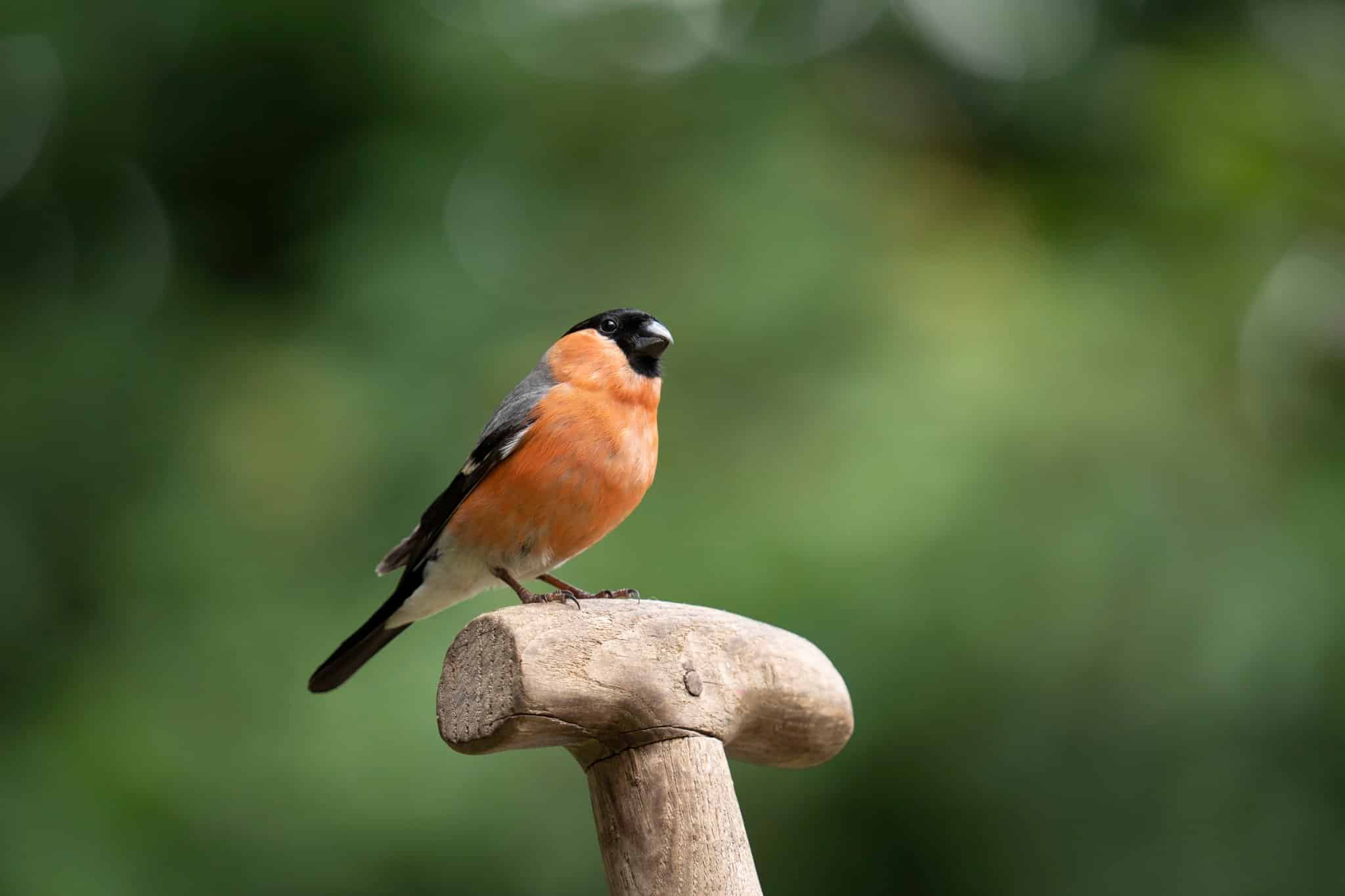 Ống kính Sigma 150-600mm F5-6.3 DG DN OS Sports ngàm Sony E