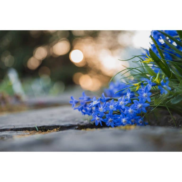 Ống kính Nikon Nikkor Z MC 50mm f/2.8 Macro