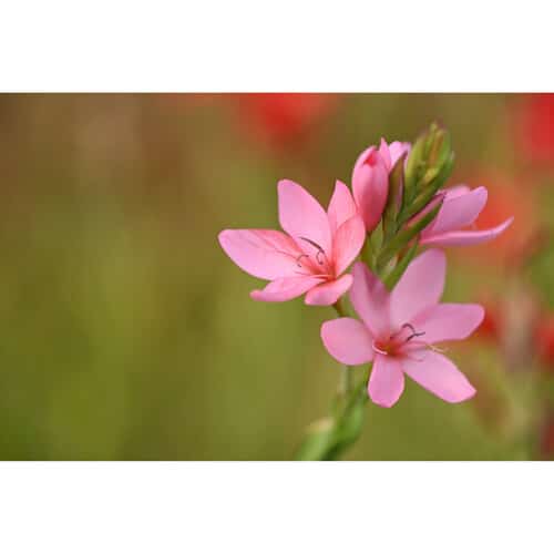 Ống kính Nikon Nikkor Z 70-180mm f/2.8