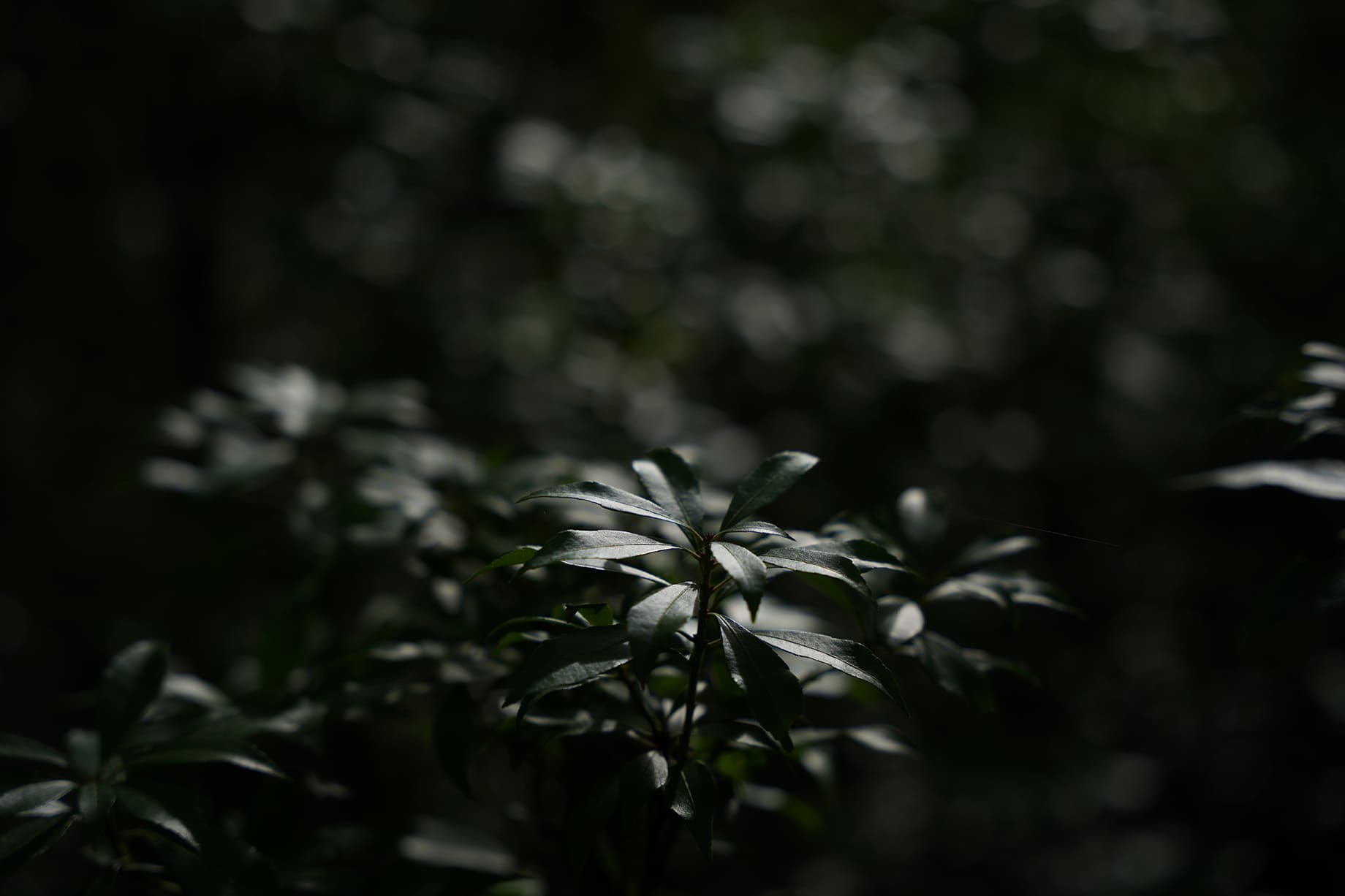 Ống kính Sigma 24-70mm F2.8 DG DN Art ngàm L