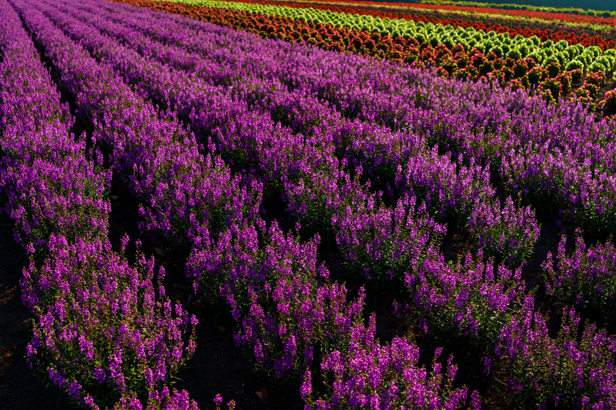 Ống kính Sigma 24mm F2 DG DN Contemporary ngàm Sony E