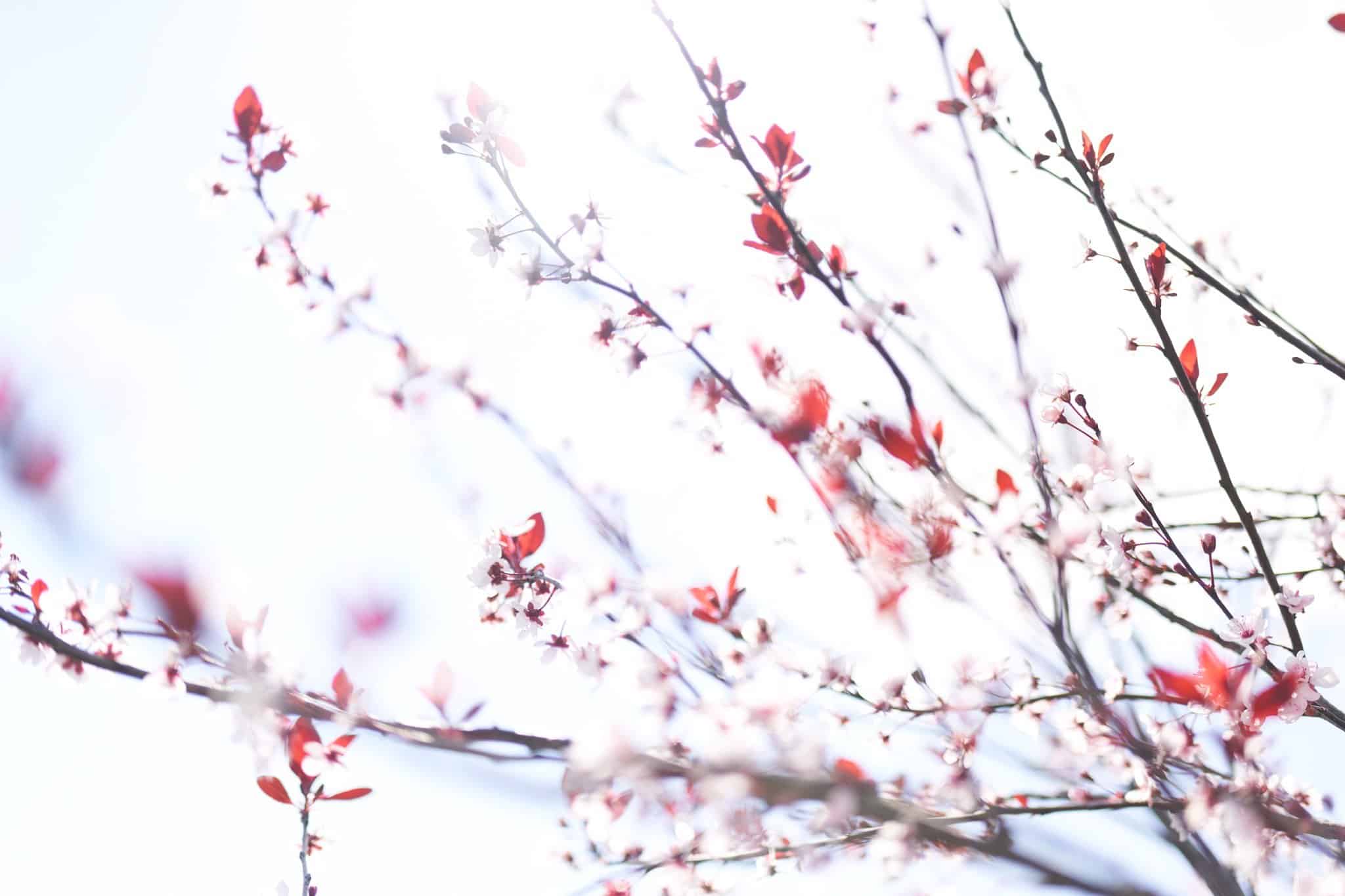 Ống kính Sigma 35mm F1.2 DG DN Art ngàm L