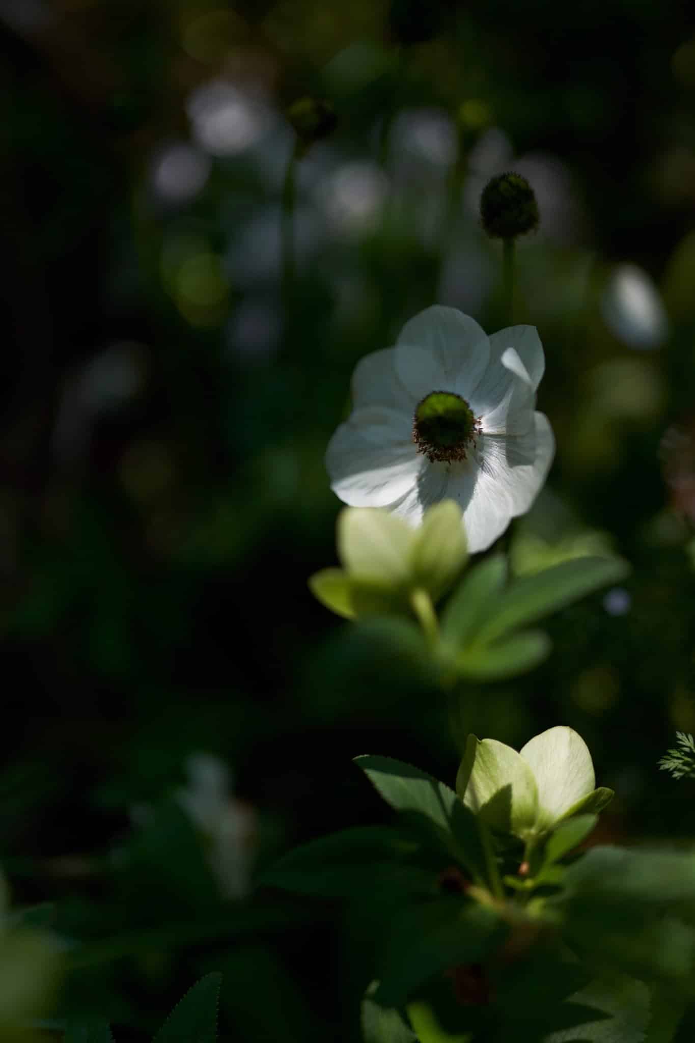 Ống kính Sigma 35mm F1.2 DG DN Art ngàm L