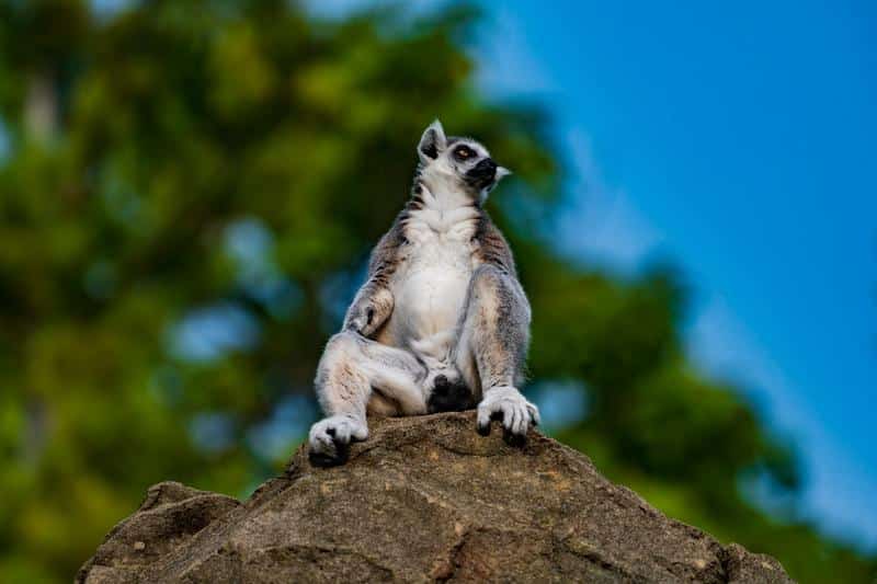 Ống kính Nikon Z 70-200mm f/2.8 VR S