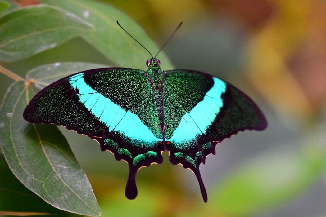 Ống kính Nikon Nikkor Z 28-400mm f/4-8 VR