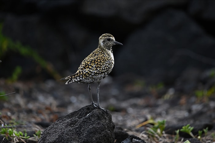 Ống kính Nikon Nikkor Z 400mm f/4.5 VR S