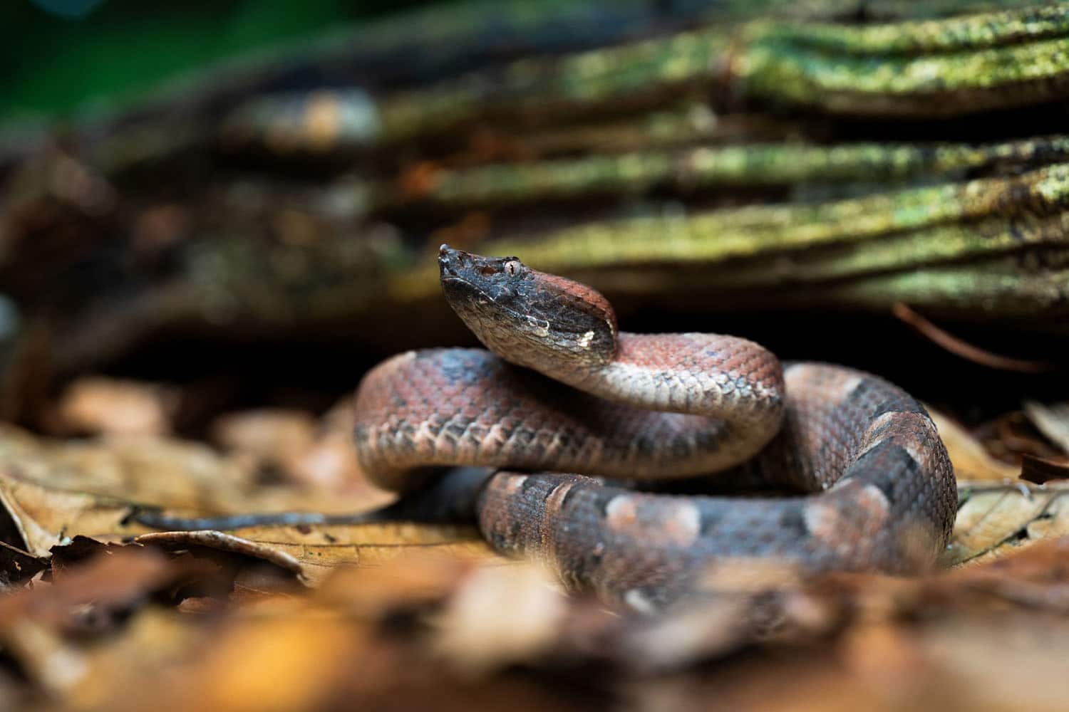 Tamron 90mm F/2.8 Di III MACRO VXD - F072 for Sony E