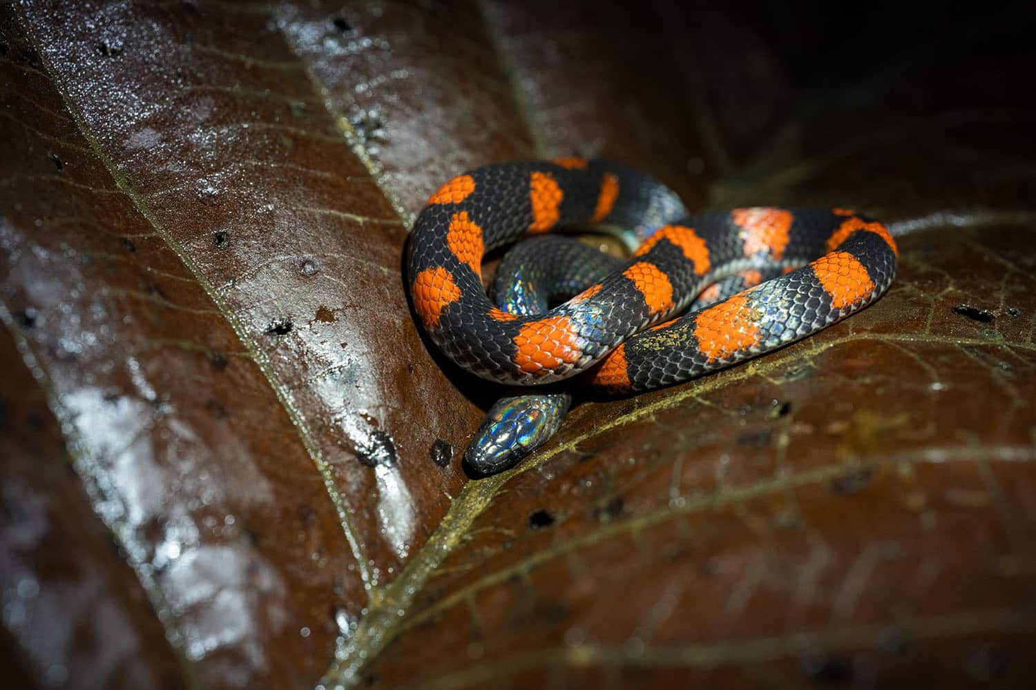 Tamron 90mm F/2.8 Di III MACRO VXD - F072 for Sony E