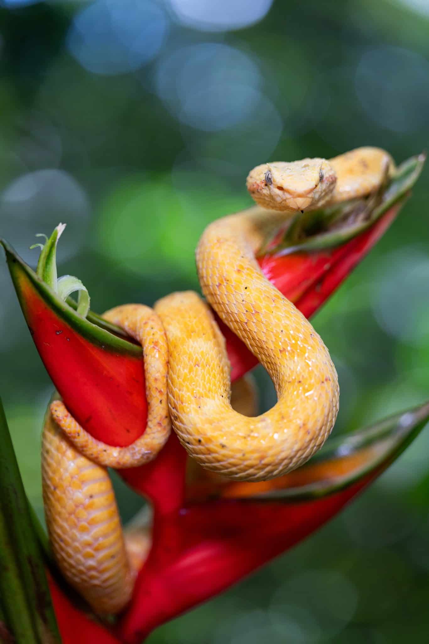 Tamron 90mm F/2.8 Di III MACRO VXD - F072 for Sony E