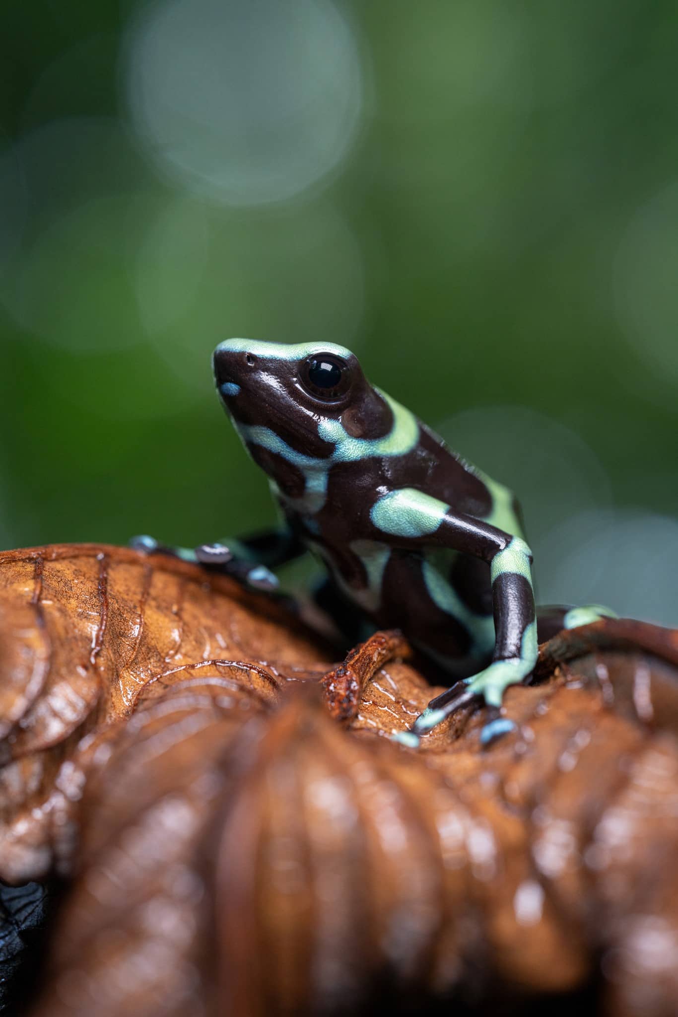 Tamron 90mm F/2.8 Di III MACRO VXD - F072 for Sony E