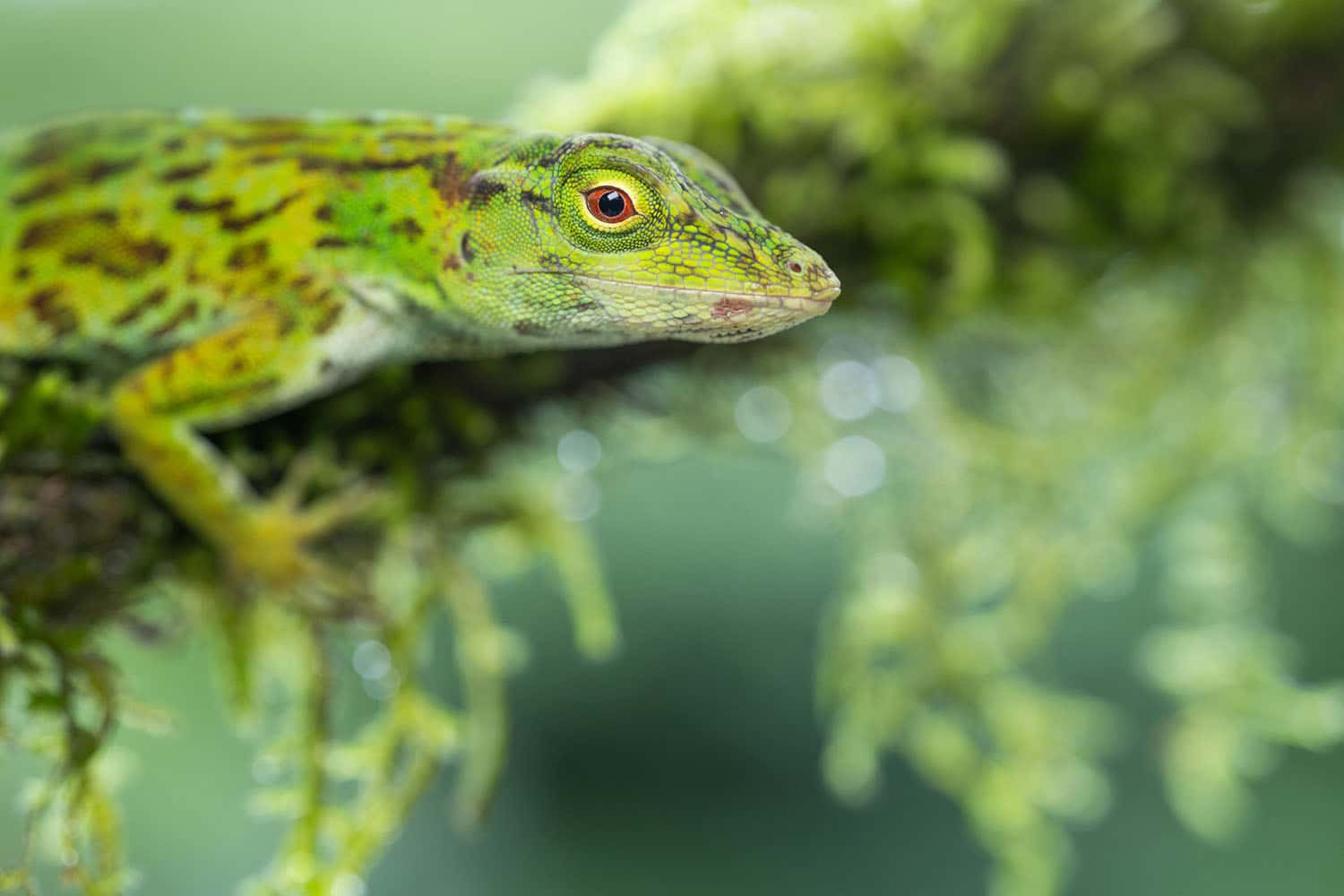 Tamron 90mm F/2.8 Di III MACRO VXD - F072 for Sony E