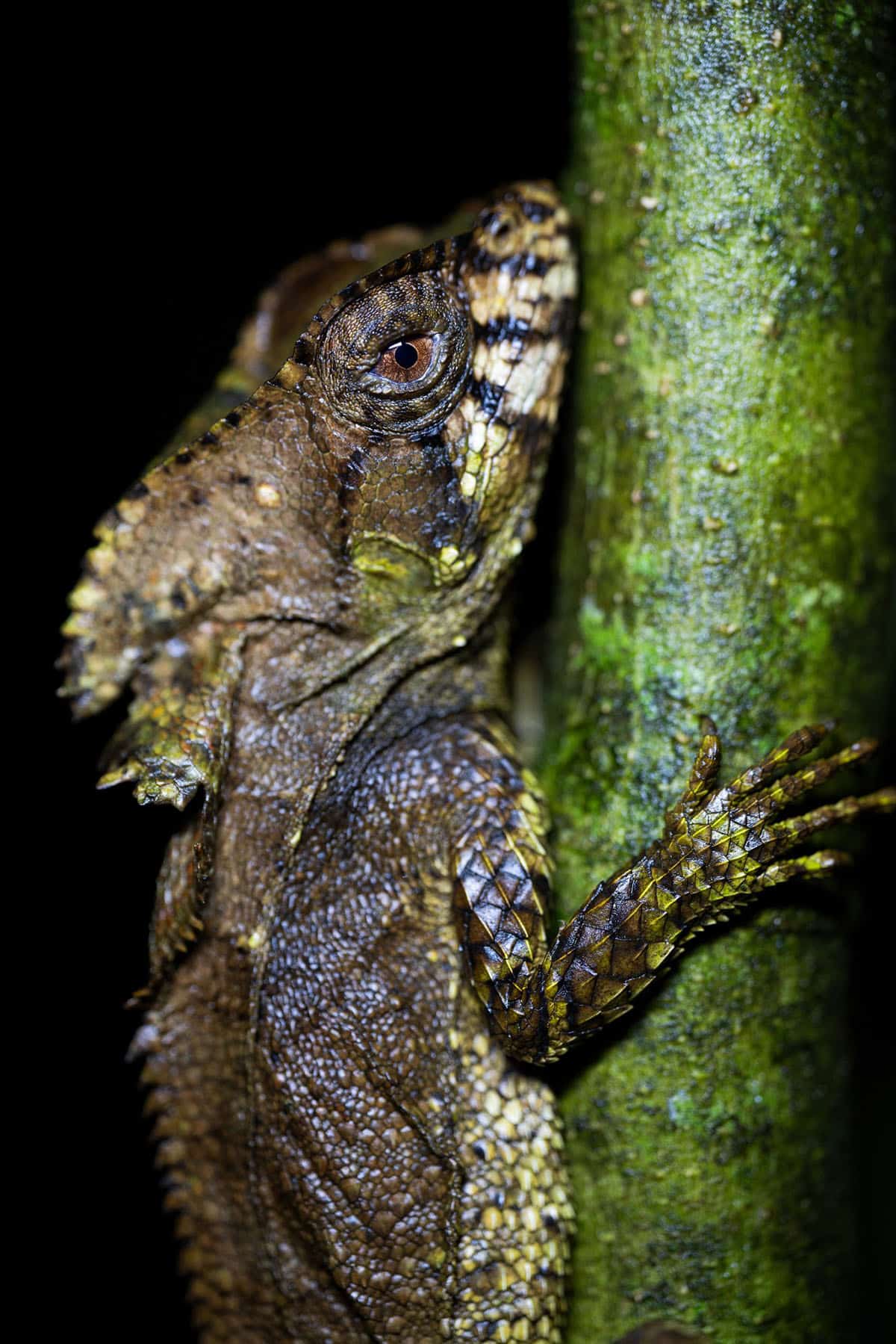 Tamron 90mm F/2.8 Di III MACRO VXD - F072 for Sony E