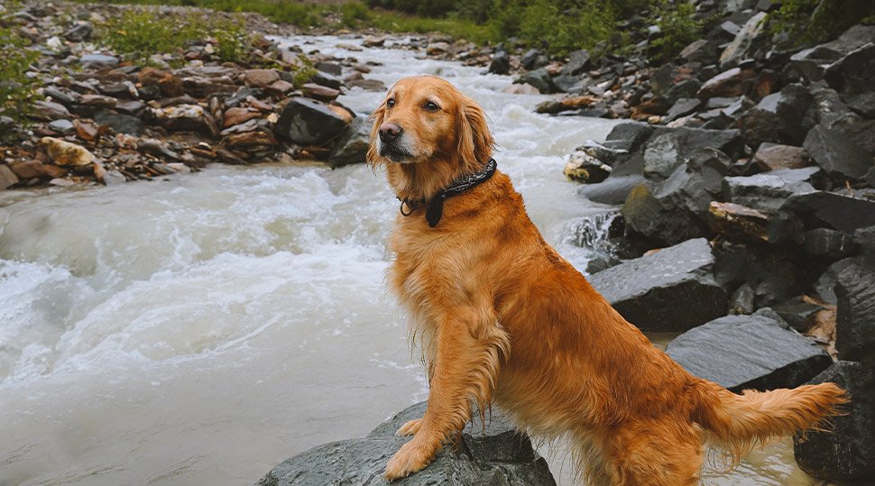 Ống kính Nikon Z 24-200mm f/4-6.3 VR