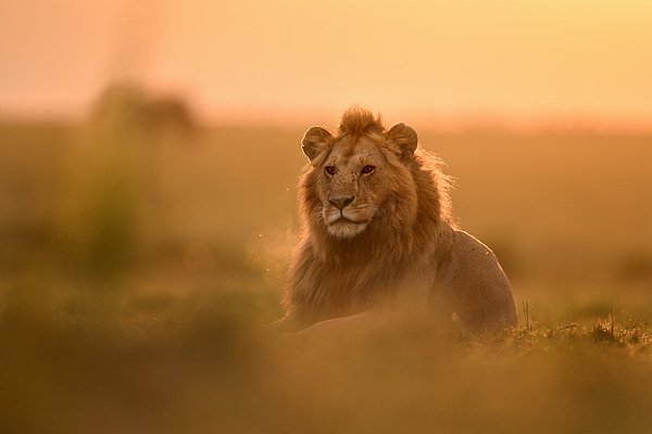 Ống kính Nikon Z 400mm f/2.8 TC VR S