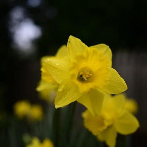 Ống kính Nikon Z 24mm f/1.8 S