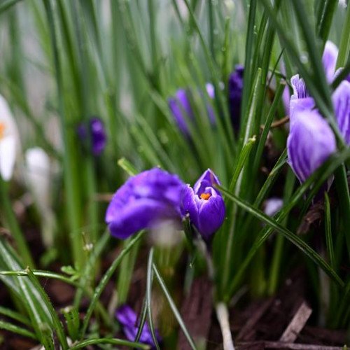 Ống kính Nikon Z 24mm f/1.8 S