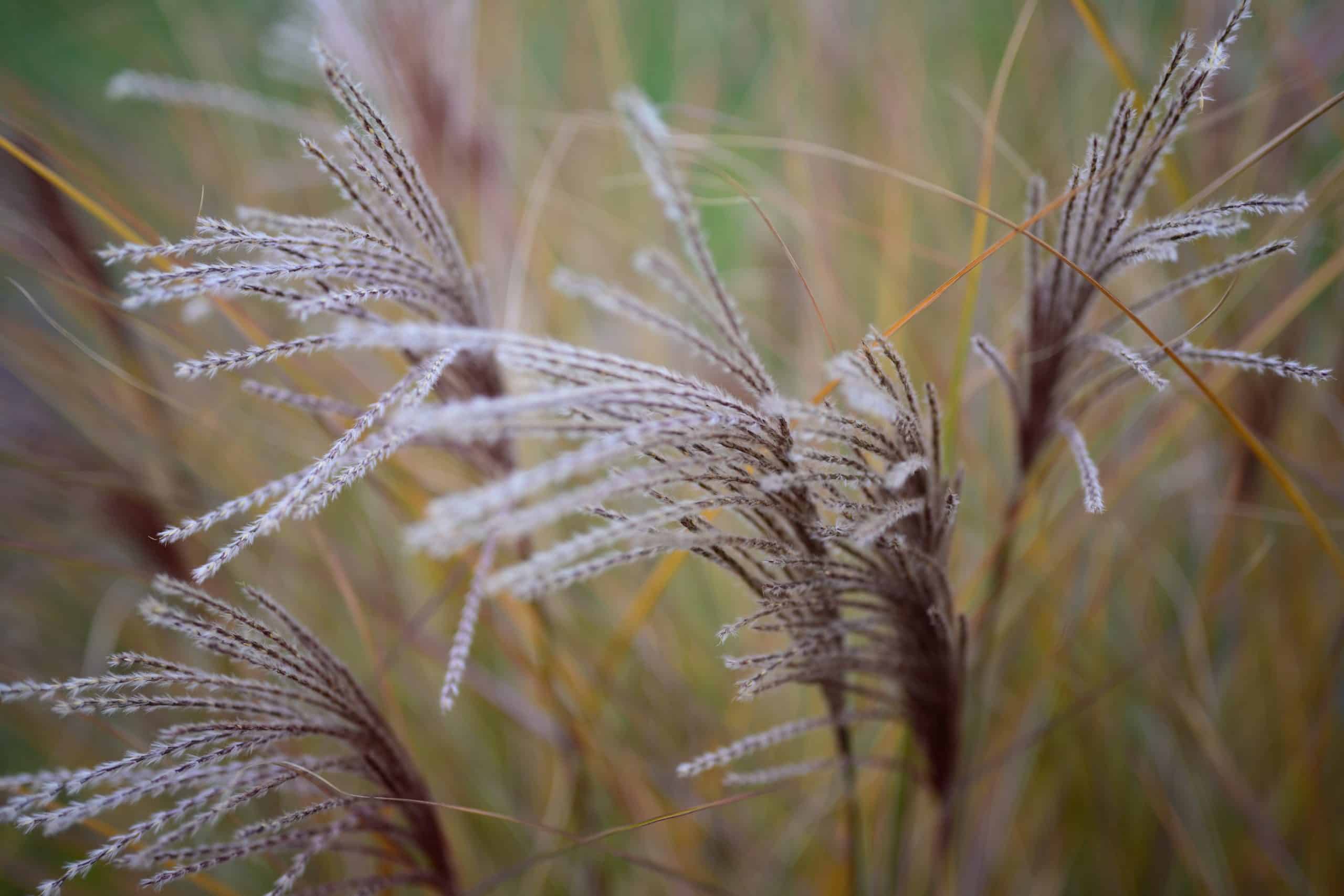 Ống kính Nikon Z 50mm f/1.8 S