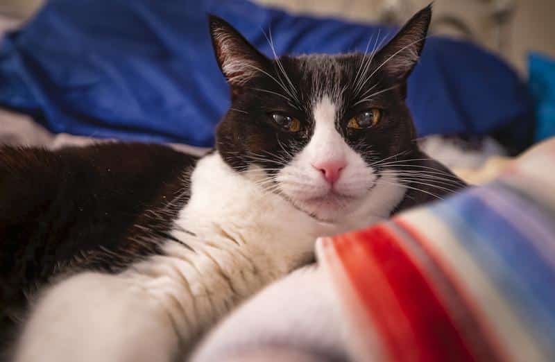 Ống Kính Nikon Z 14-24mm f/2.8 S