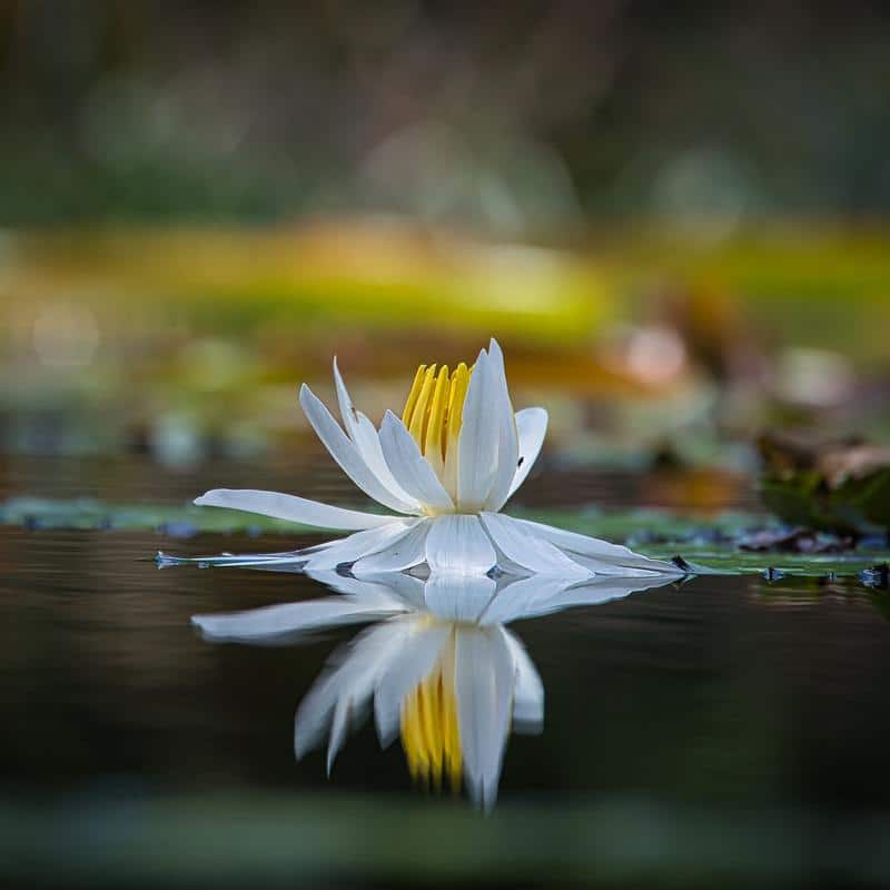 Ống kính Nikon Z 24-200mm f/4-6.3 VR