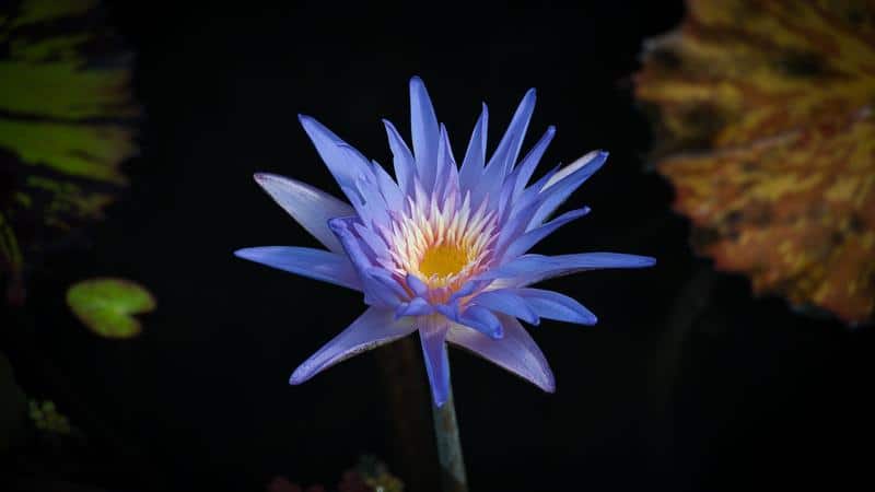 Ống kính Nikon Z 24-200mm f/4-6.3 VR