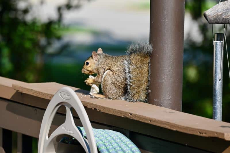 Ống kính Nikon Z 24-200mm f/4-6.3 VR