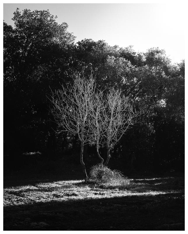 Ống kính Nikon Z 24-70mm f/4 S