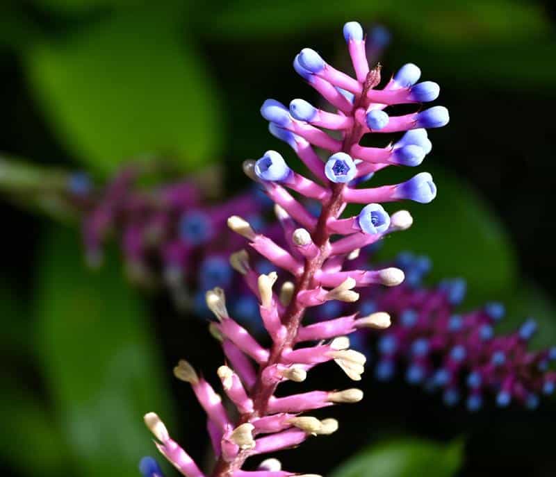 Ống kính Nikon Z DX 50-250mm f/4.5-6.3 VR