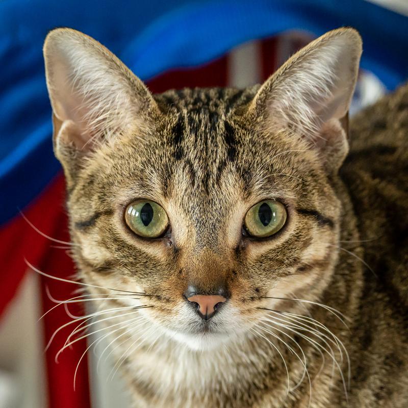 Ống kính Nikon Z DX 50-250mm f/4.5-6.3 VR