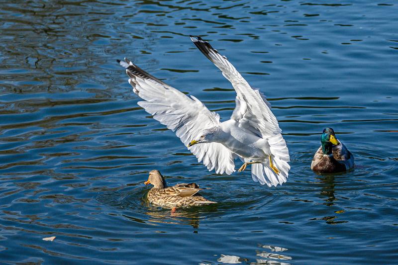 Ống kính Nikon Z DX 50-250mm f/4.5-6.3 VR