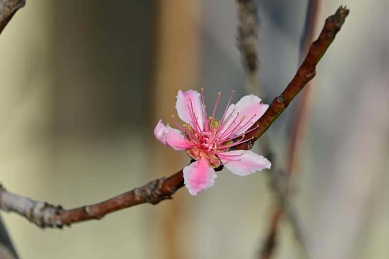 Ống kính Nikon Z DX 50-250mm f/4.5-6.3 VR