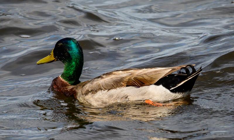 Ống kính Nikon Z DX 50-250mm f/4.5-6.3 VR