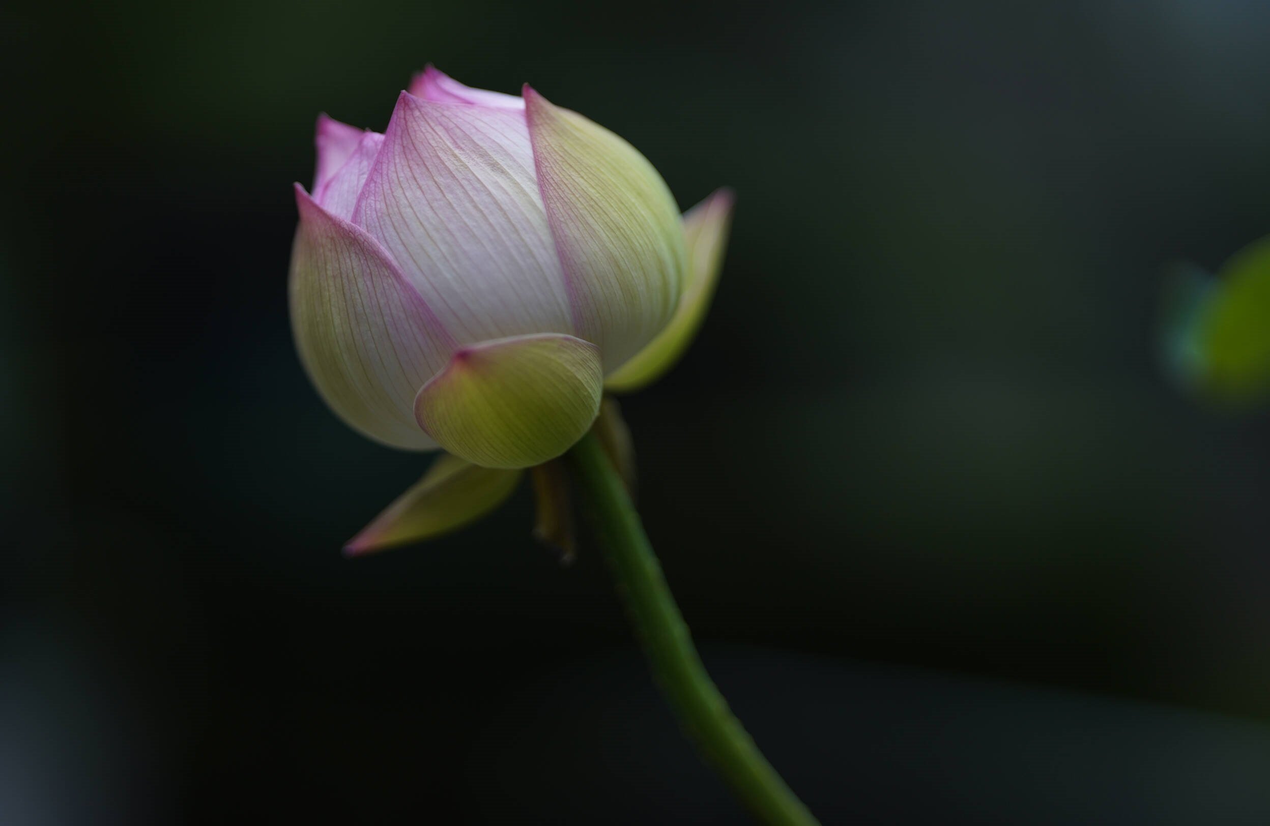 Ống kính Sigma 85mm F/1.4 DG DN Art ngàm L