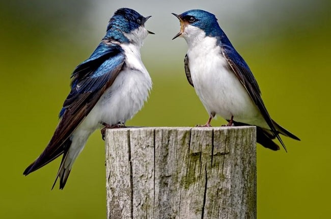 Ống kính Nikon Z 400mm f/2.8 TC VR S