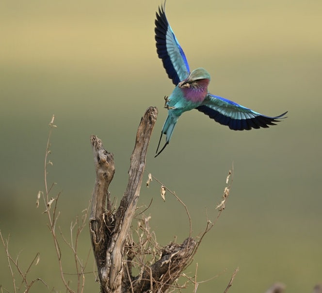 Ống kính Nikon Z 400mm f/2.8 TC VR S