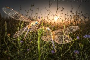Ống kính Laowa 15mm f/4 Wide Angle Macro | Chính Hãng