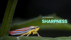 Ống kính LAOWA 180mm f/4.5 1.5X Ultra Macro APO | Chính Hãng