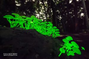 Ống kính Laowa 12mm f/2.8 Zero-D | Chính Hãng