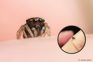Ống kính Laowa 50mm f/2.8 2X Ultra Macro APO MFT | Chính Hãng