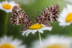 Laowa 100mm f/2.8 2x Ultra Macro APO | Chính Hãng