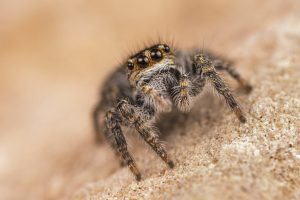 Laowa 100mm f/2.8 2x Ultra Macro APO | Chính Hãng