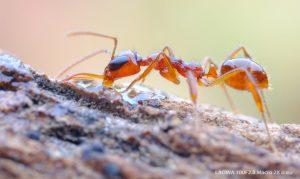 Laowa 100mm f/2.8 2x Ultra Macro APO | Chính Hãng