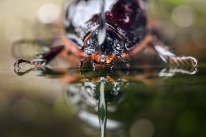 Ống kính Laowa 100mm f/2.8 Tilt-shift 1X Macro | Chính Hãng