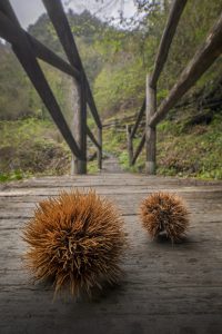 Ống kính Laowa 15mm f/4.5 0.5X Wide Angle Macro | Chính Hãng