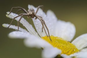 Ống kính Laowa 85mm f/5.6 2x Ultra Macro APO | Chính Hãng