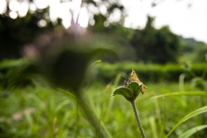 Ống kính Laowa 17mm f/1.8 MFT | Chính Hãng