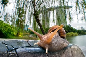 Ống kính Laowa 15mm f/4 Wide Angle Macro | Chính Hãng