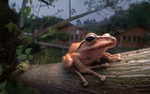 Ống kính Laowa 15mm f/4 Wide Angle Macro | Chính Hãng
