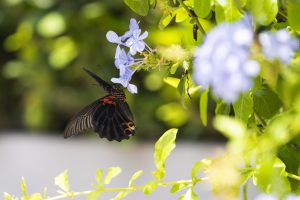 Ống kính LAOWA 180mm f/4.5 1.5X Ultra Macro APO | Chính Hãng