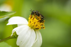Ống kính LAOWA 180mm f/4.5 1.5X Ultra Macro APO | Chính Hãng
